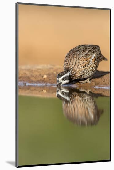 Texas, Gatesville, Santa Clara Ranch. Male Bobwhite Quail Drinking-Jaynes Gallery-Mounted Photographic Print