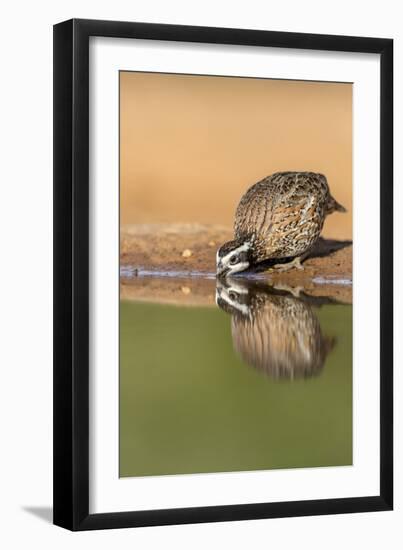 Texas, Gatesville, Santa Clara Ranch. Male Bobwhite Quail Drinking-Jaynes Gallery-Framed Photographic Print