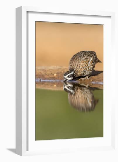 Texas, Gatesville, Santa Clara Ranch. Male Bobwhite Quail Drinking-Jaynes Gallery-Framed Photographic Print