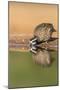 Texas, Gatesville, Santa Clara Ranch. Male Bobwhite Quail Drinking-Jaynes Gallery-Mounted Photographic Print