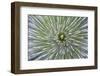 Texas, Guadalupe Mountains NP. Abstract of Soap Tree Yucca Plant-Don Paulson-Framed Photographic Print