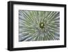 Texas, Guadalupe Mountains NP. Abstract of Soap Tree Yucca Plant-Don Paulson-Framed Photographic Print