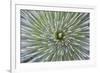 Texas, Guadalupe Mountains NP. Abstract of Soap Tree Yucca Plant-Don Paulson-Framed Photographic Print