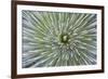 Texas, Guadalupe Mountains NP. Abstract of Soap Tree Yucca Plant-Don Paulson-Framed Photographic Print