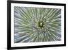 Texas, Guadalupe Mountains NP. Abstract of Soap Tree Yucca Plant-Don Paulson-Framed Photographic Print