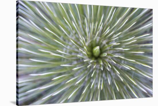 Texas, Guadalupe Mountains NP. Abstract of Soap Tree Yucca Plant-Don Paulson-Stretched Canvas