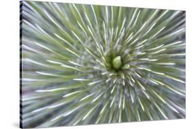 Texas, Guadalupe Mountains NP. Abstract of Soap Tree Yucca Plant-Don Paulson-Stretched Canvas