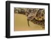 Texas, Hidalgo County. Bull Snake in Tree-Jaynes Gallery-Framed Photographic Print