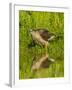 Texas, Hidalgo County. Cooper's Hawk Reflecting in Water-Jaynes Gallery-Framed Photographic Print