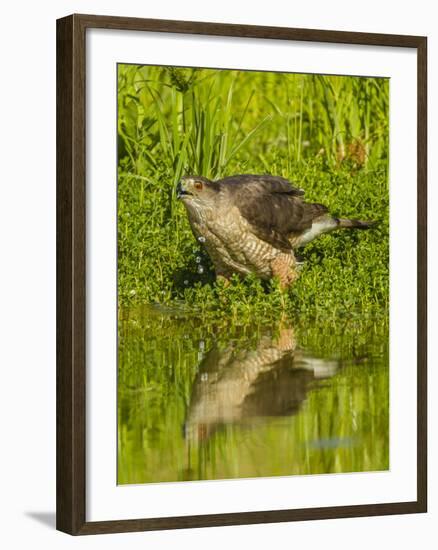 Texas, Hidalgo County. Cooper's Hawk Reflecting in Water-Jaynes Gallery-Framed Photographic Print