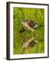 Texas, Hidalgo County. Cooper's Hawk Reflecting in Water-Jaynes Gallery-Framed Photographic Print