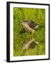 Texas, Hidalgo County. Cooper's Hawk Reflecting in Water-Jaynes Gallery-Framed Photographic Print