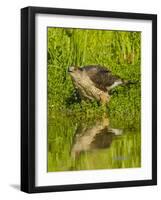 Texas, Hidalgo County. Cooper's Hawk Reflecting in Water-Jaynes Gallery-Framed Photographic Print