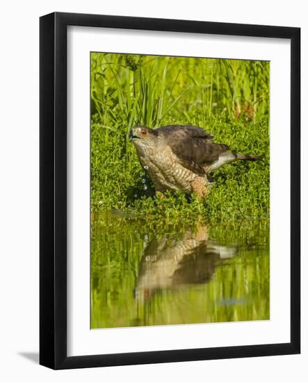 Texas, Hidalgo County. Cooper's Hawk Reflecting in Water-Jaynes Gallery-Framed Photographic Print