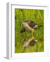 Texas, Hidalgo County. Cooper's Hawk Reflecting in Water-Jaynes Gallery-Framed Photographic Print