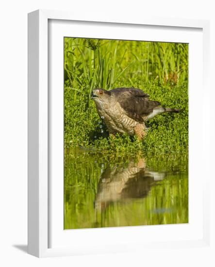 Texas, Hidalgo County. Cooper's Hawk Reflecting in Water-Jaynes Gallery-Framed Photographic Print