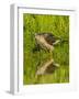 Texas, Hidalgo County. Cooper's Hawk Reflecting in Water-Jaynes Gallery-Framed Photographic Print