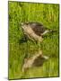 Texas, Hidalgo County. Cooper's Hawk Reflecting in Water-Jaynes Gallery-Mounted Photographic Print