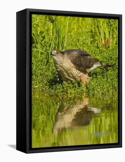 Texas, Hidalgo County. Cooper's Hawk Reflecting in Water-Jaynes Gallery-Framed Stretched Canvas