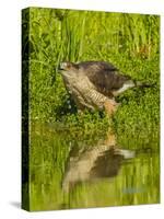 Texas, Hidalgo County. Cooper's Hawk Reflecting in Water-Jaynes Gallery-Stretched Canvas