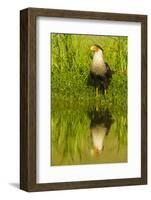 Texas, Hidalgo County. Crested Caracara Reflecting in Water-Jaynes Gallery-Framed Photographic Print