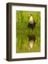 Texas, Hidalgo County. Crested Caracara Reflecting in Water-Jaynes Gallery-Framed Photographic Print