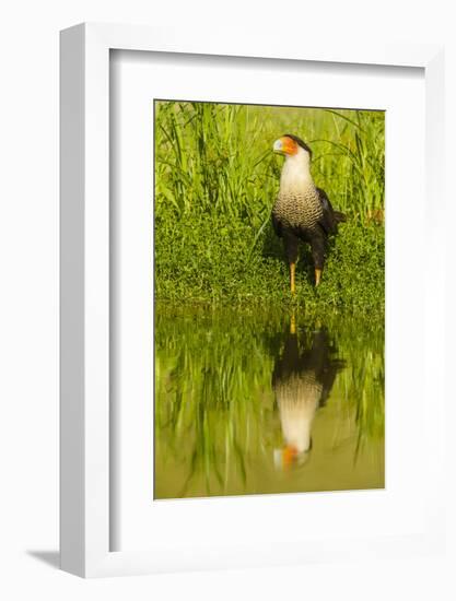 Texas, Hidalgo County. Crested Caracara Reflecting in Water-Jaynes Gallery-Framed Photographic Print