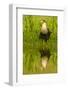 Texas, Hidalgo County. Crested Caracara Reflecting in Water-Jaynes Gallery-Framed Photographic Print