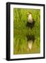 Texas, Hidalgo County. Crested Caracara Reflecting in Water-Jaynes Gallery-Framed Photographic Print