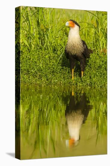 Texas, Hidalgo County. Crested Caracara Reflecting in Water-Jaynes Gallery-Stretched Canvas