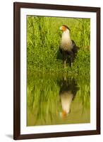 Texas, Hidalgo County. Crested Caracara Reflecting in Water-Jaynes Gallery-Framed Photographic Print