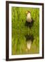 Texas, Hidalgo County. Crested Caracara Reflecting in Water-Jaynes Gallery-Framed Photographic Print