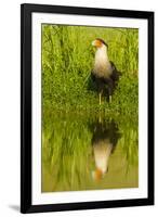 Texas, Hidalgo County. Crested Caracara Reflecting in Water-Jaynes Gallery-Framed Photographic Print