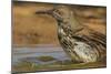 Texas, Hidalgo County. Curve-Billed Thrasher Bathing-Jaynes Gallery-Mounted Photographic Print