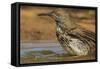 Texas, Hidalgo County. Curve-Billed Thrasher Bathing-Jaynes Gallery-Framed Stretched Canvas