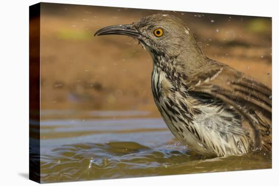 Texas, Hidalgo County. Curve-Billed Thrasher Bathing-Jaynes Gallery-Stretched Canvas