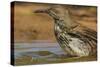 Texas, Hidalgo County. Curve-Billed Thrasher Bathing-Jaynes Gallery-Stretched Canvas