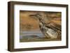 Texas, Hidalgo County. Curve-Billed Thrasher Bathing-Jaynes Gallery-Framed Photographic Print