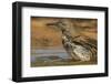 Texas, Hidalgo County. Curve-Billed Thrasher Bathing-Jaynes Gallery-Framed Photographic Print