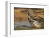 Texas, Hidalgo County. Curve-Billed Thrasher Bathing-Jaynes Gallery-Framed Photographic Print