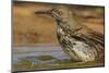 Texas, Hidalgo County. Curve-Billed Thrasher Bathing-Jaynes Gallery-Mounted Photographic Print