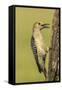 Texas, Hidalgo County. Golden-Fronted Eating-Jaynes Gallery-Framed Stretched Canvas