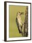 Texas, Hidalgo County. Golden-Fronted Eating-Jaynes Gallery-Framed Photographic Print