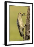 Texas, Hidalgo County. Golden-Fronted Eating-Jaynes Gallery-Framed Photographic Print