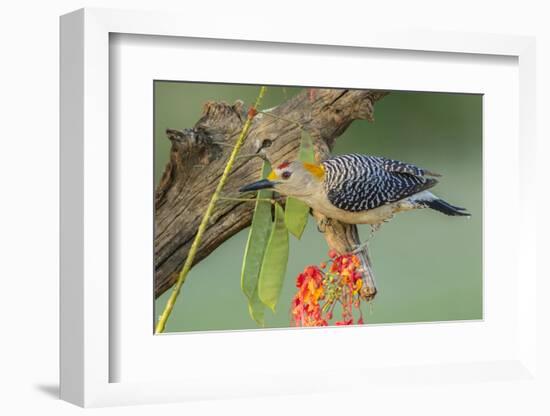 Texas, Hidalgo County. Golden-Fronted Woodpecker on Log-Jaynes Gallery-Framed Photographic Print