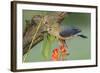 Texas, Hidalgo County. Golden-Fronted Woodpecker on Log-Jaynes Gallery-Framed Photographic Print