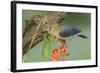 Texas, Hidalgo County. Golden-Fronted Woodpecker on Log-Jaynes Gallery-Framed Photographic Print