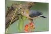 Texas, Hidalgo County. Golden-Fronted Woodpecker on Log-Jaynes Gallery-Mounted Photographic Print