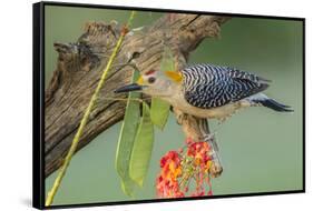 Texas, Hidalgo County. Golden-Fronted Woodpecker on Log-Jaynes Gallery-Framed Stretched Canvas