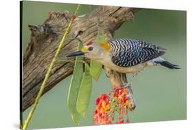Texas, Hidalgo County. Golden-Fronted Woodpecker on Log-Jaynes Gallery-Stretched Canvas